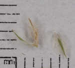 Threeseeded sedge